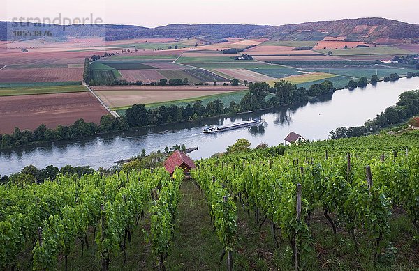 Morgenstimming am Main  Weinberg Kalbenstein bei Gambach  Gemeinde Karlstadt  Unterfranken  Franken  Bayern  Deutschland  Europa