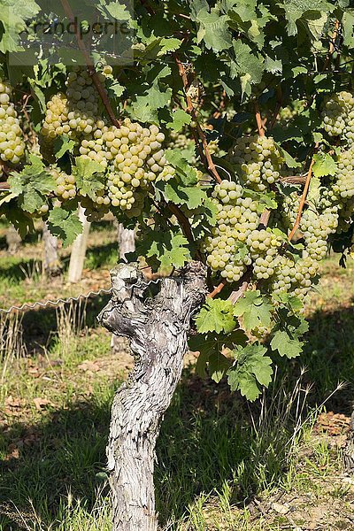 Weiße Weintrauben an Weinrebe  Volkach  Mainfranken  Unterfranken  Franken  Bayern  Deutschland  Europa