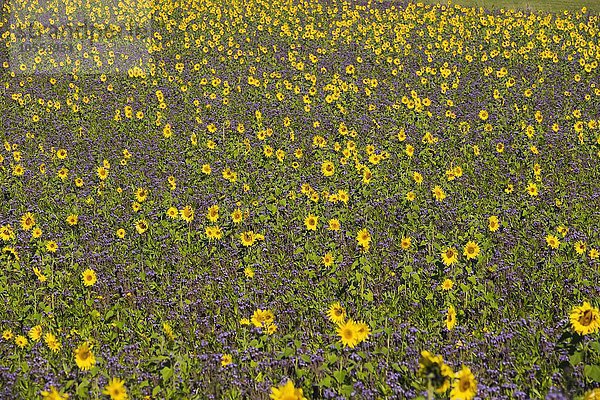 Feld mit Sonnenblumen (Helianthus) und Rainfarn-Phazelie oder Büschelschön (Phacelia tanacetifolia)  Palling  Rupertiwinkel  Oberbayern  Bayern  Deutschland  Europa