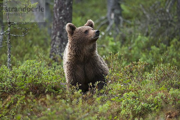 Braunbär (Ursus arctos)  Kainuu  Nord Karelien  Finnland  Europa