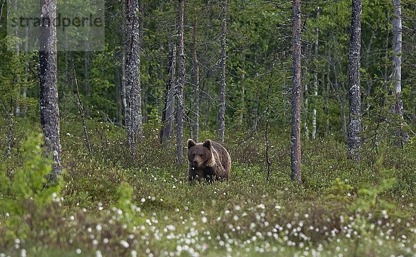 Braunbär in finnischer Taiga (Ursus arctos)  Kainuu  Nord Karelien  Finnland  Europa