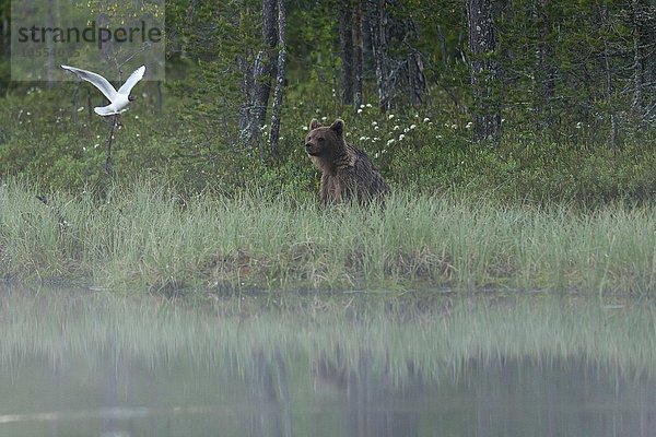 Braunbär (Ursus arctos) am See  Kainuu  Nord Karelien  Finnland  Europa
