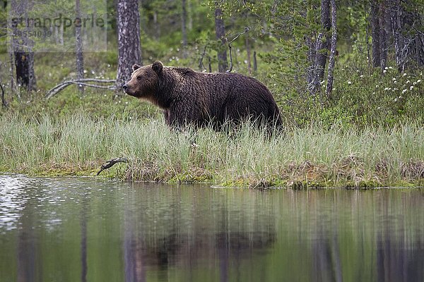 Männlicher Braunbär (Ursus arctos) am See  Kainuu  Nord Karelien  Finnland  Europa