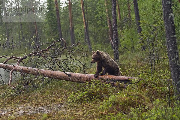 Braunbär klettert über Baumstamm (Ursus arctos)  Kainuu  Nord-Karelien  Finnland  Europa
