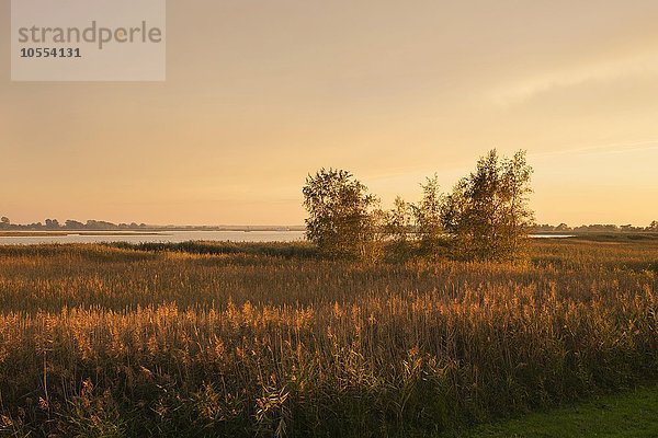 Lagune Barther Bodden im Abendlicht  Fischland-Darß-Zingst  Nationalpark Vorpommersche Boddenlandschaft  Mecklenburg-Vorpommern  Deutschland  Europa