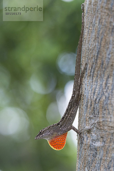 Bahamaanolis (Norops sagrei) mit rotem Kehlsack an einem Baum  Everglades Nationalpark  Florida  USA  Nordamerika