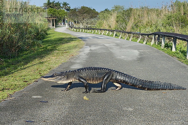 Mississippi-Alligator (Alligator mississippiensis) läuft über Weg  Anhinga Trail  Everglades-Nationalpark  Florida  USA  Nordamerika