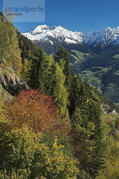 Herbstlandschaft in den Bergen im Herbst  hinten Plattenspitzen  bei Meran  Trentino  Südtirol  Italien  Europa