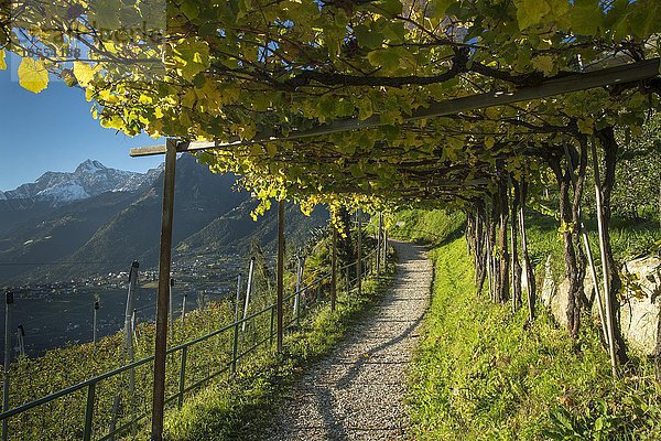 Wanderweg durch Weinreben  Schenna bei Meran  Trentino  Südtirol  Italien  Europa