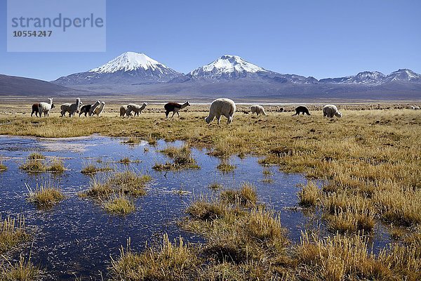 Schneebedeckte Vulkane Pomerape und Parinacota mit Lamas (Lama glama)  Sajama Nationalpark  Grenze Bolivien  Chile  Südamerika