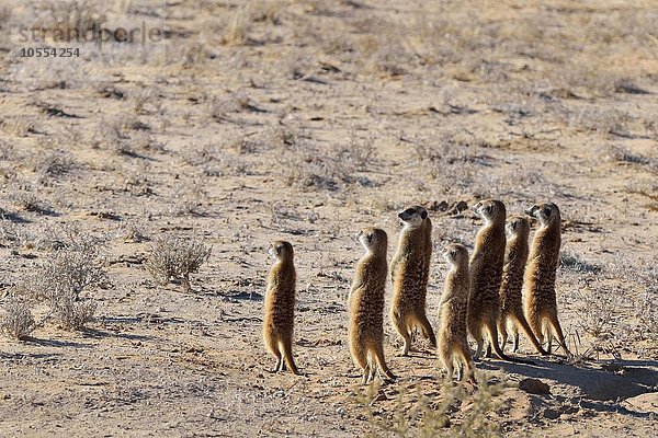 Gruppe von Erdmännchen (Suricata suricatta)  stehend  wachsam  Kgalagadi-Transfrontier-Nationalpark  Provinz Nordkap  Südafrika