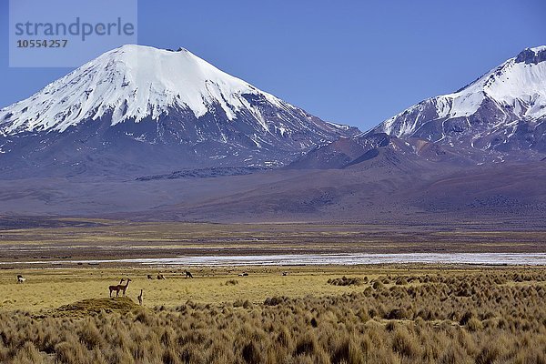 Schneebedeckte Vulkane Pomerape und Parinacota mit Vicuña (Vicugna vicugna) oder Vikunja  Sajama Nationalpark  Grenze Bolivien Chile