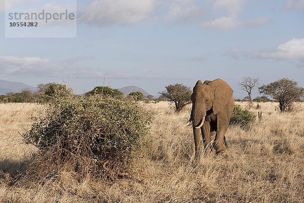 Afrikanischer Elefant (Loxodonta africana)  Männchen  Tsavo Ost Nationalpark  Kenia  Afrika