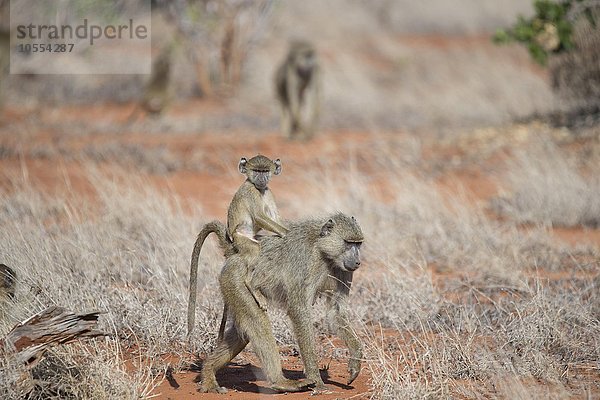 Pavian  Muttertier mit Jungem  Tsavo Ost Nationalpark  Kenia  Afrika