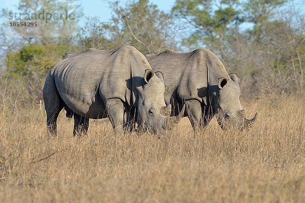 Breitmaulnashörner (Ceratotherium simum)  zwei adulte Männchen beim Grasen  Krüger-Nationalpark  Südafrika