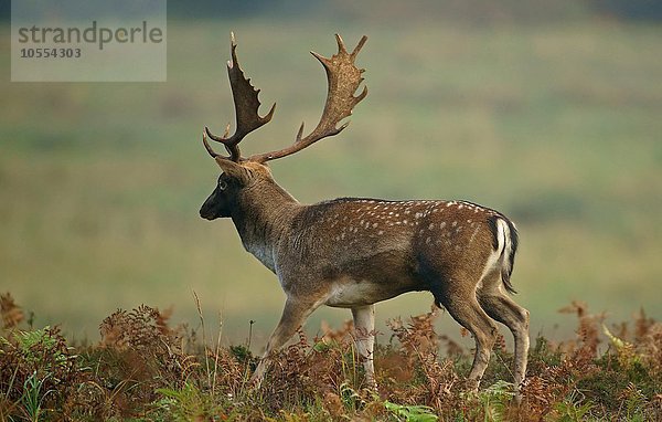 Damwild (Dama dama)  Hirsch  männlich  Hessen  Deutschland  Europa