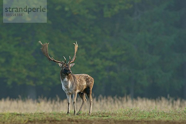 Damwild (Dama dama)  Hirsch  männlich  Hessen  Deutschland  Europa