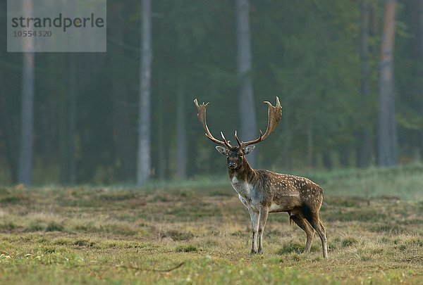 Damwild (Dama dama)  Hirsch  männlich  Hessen  Deutschland  Europa