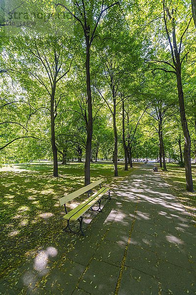Bank im Park unter Bäumen  Park Ogród Saski  Warschau  Masowien  Polen  Europa