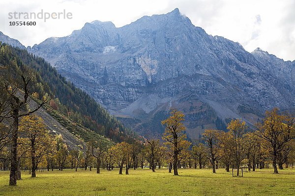 Großer Ahornboden  Bäume im Herbst vor Bergmassiv  Herbstlaub  Eng-Alm  Hinterriss  Karwendelgebirge  Tirol  Österreich  Europa