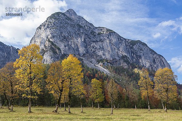 Bunt gefärbte Bäume im Herbst vor Berg Gamsjoch  Großer Ahornboden  Eng-Alm  Hinterriss  Karwendelgebirge  Tirol  Österreich  Europa