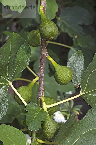 Feigen (Ficus carica) am Baum  Niedersachsen  Deutschland  Europa