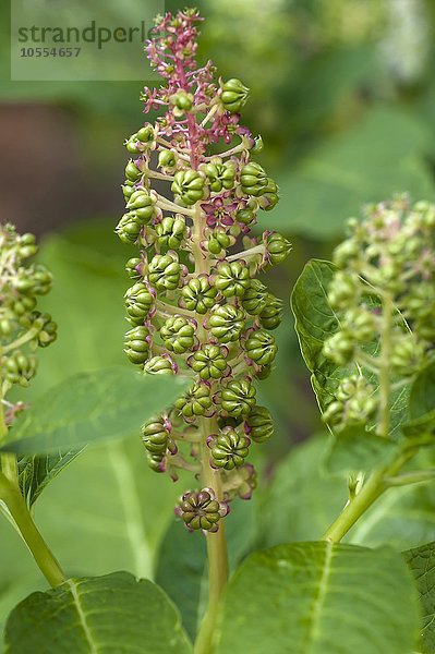 Blüte einer Virginischen Tabakpflanze (Nicotiana tabacum)  Niedersachsen  Deutschland  Europa