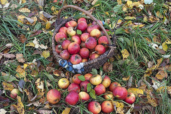 Frisch gepflückte Cox Orange Äpfel (Malus domestica) in einem Korb auf einer Herbstwiese  Mittelfranken  Bayern  Deutschland  Europa