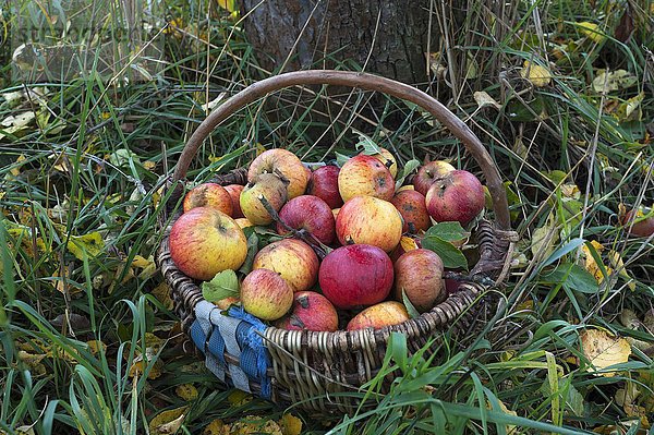 Frisch gepflückte Cox Orange Äpfel (Malus domestica) in einem Korb im Gras  Mittelfranken  Bayern  Deutschland  Europa