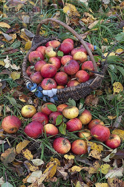 Frisch gepflückte Cox Orange Äpfel (Malus domestica) in einem Korb auf einer Herbstwiese  Mittelfranken  Bayern  Deutschland  Europa