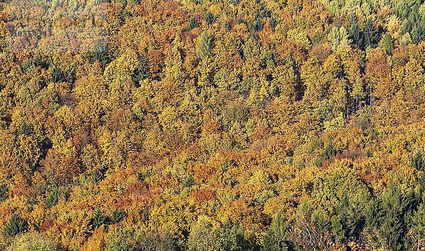 Mischwald im Herbst  Wichsenstein  Fränkische Schweiz  Oberfranken  Bayern  Deutschland  Europa
