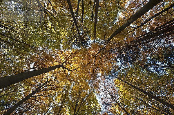 Laubwald mit Buchen (Fagus sylvatica) im Herbst  Morschreuth  Fränkische Schweiz  Oberfranken  Bayern  Deutschland  Europa