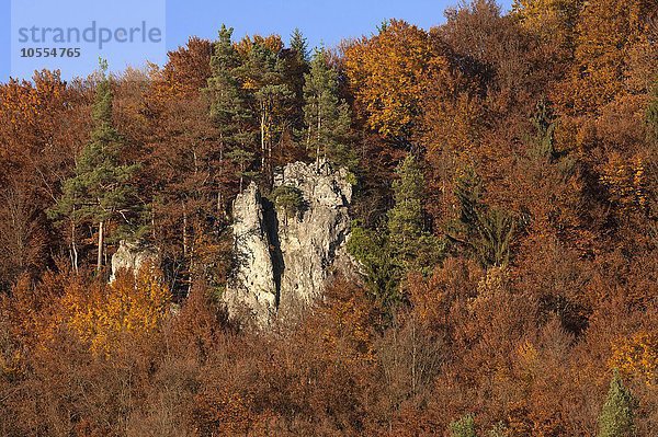 Kletterfelsen zwischen Buchen (Fagus sp.) im Herbst  Fränkische Schweiz  Oberfranken Bayern  Deutschland  Europa