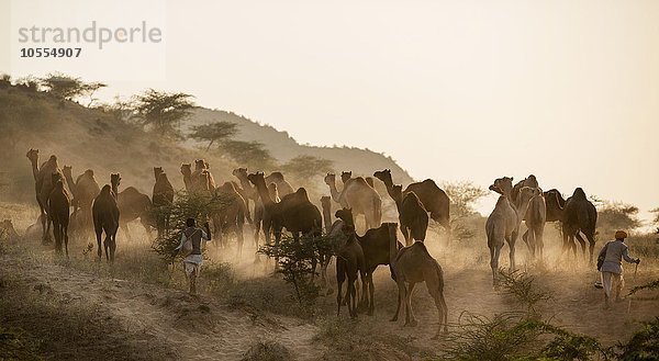 Kamele mit Hirten im Gegenlicht auf dem Weg zum Pushkar Mela Kamel- und Viehmarkt  Pushkar  Rajasthan  Indien  Asien