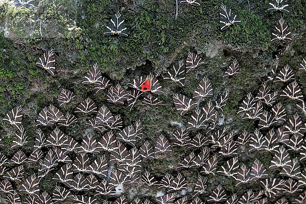 Quadriga-Schmetterlinge (Euplagia quadripunctaria)  auch Spanische Flagge genannt  Tal der Schmetterlinge  Petaloúdes  Rhodos  Dodekanes  Griechenland  Europa