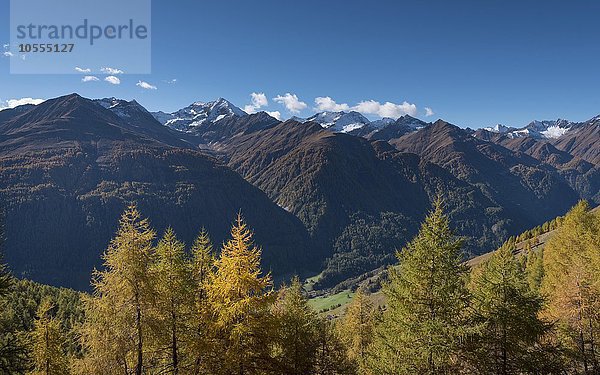 Gelb verfärbte Lärchen (Larix decidua)  herbstlicher Bergwald  hinten der Berg Lasörling und die Lasörlinggruppe  oberes Virgental nahe Bodenalm  Osttirol  Österreich  Europa