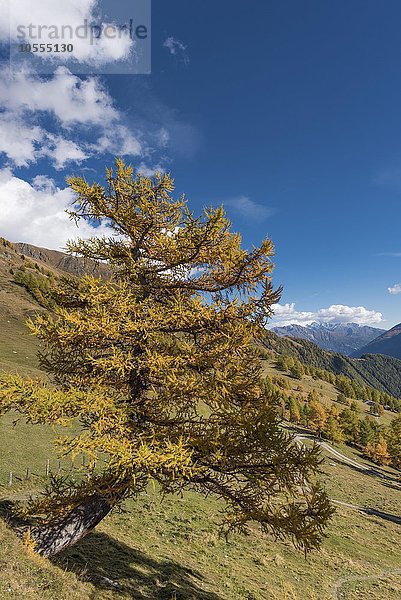 Lärche (Larix decidua) nahe Bodenalm  Prägraten am Großvenediger  Virgental  Osttirol  Österreich  Europa