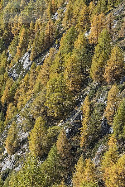 Lärchen (Larix decidua)  herbstlicher Bergwald an Steilhang  nahe Bodenalm  Prägraten am Großvenediger  Virgental  Osttirol  Österreich  Europa