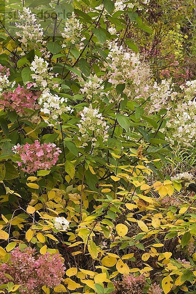 Wald-Hortensie (Hydrangea arborescens)  rosa und weiße Blüten im Herbst  Rawdon Falls Park  Lanaudiere  Québec  Kanada  Nordamerika