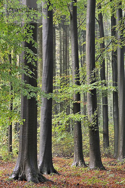 Laubwald im Herbst  Rotbuchen (Fagus sylvatica) nach einem Regenschauer  Nordrhein-Westfalen  Deutschland  Europa