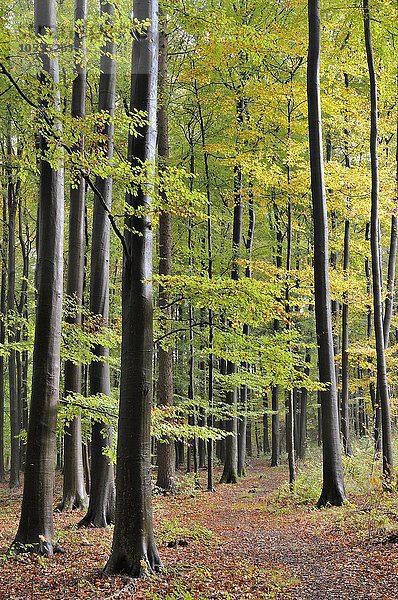 Wanderweg im Buchenwald  Rotbuchen (Fagus sylvatica) im Herbst  Nordrhein-Westfalen  Deutschland  Europa