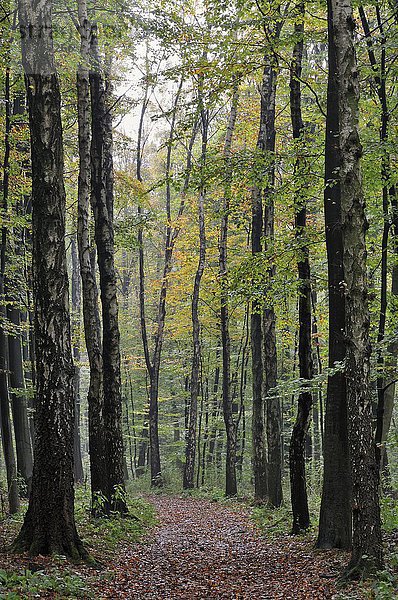 Waldweg zwischen Birken (Betula) im Herbst  Nordrhein-Westfalen  Deutschland  Europa