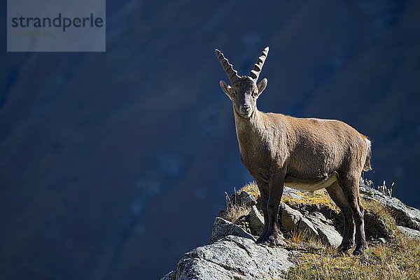 Alpensteinbock (Capra ibex)  Männchen steht an Felskante  Franz-Josefs-Höhe  Nationalpark Hohe Tauern  Kärnten  Österreich  Europa