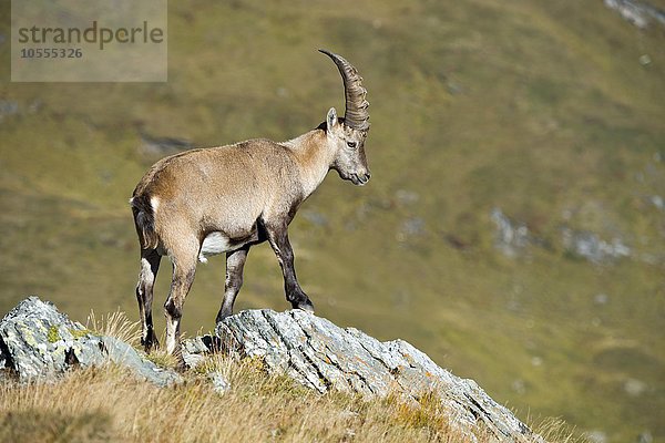 Alpensteinbock (Capra ibex)  Männchen auf Fels  Franz-Josefs-Höhe  Nationalpark Hohe Tauern  Kärnten  Österreich  Europa