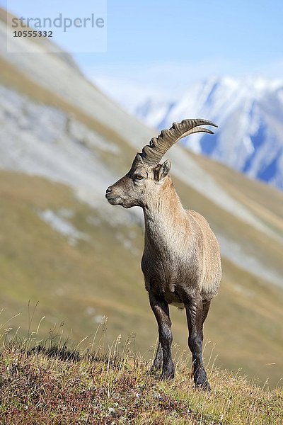 Alpensteinbock (Capra ibex)  Männchen Franz-Josefs-Höhe  Nationalpark Hohe Tauern  Kärnten  Österreich  Europa