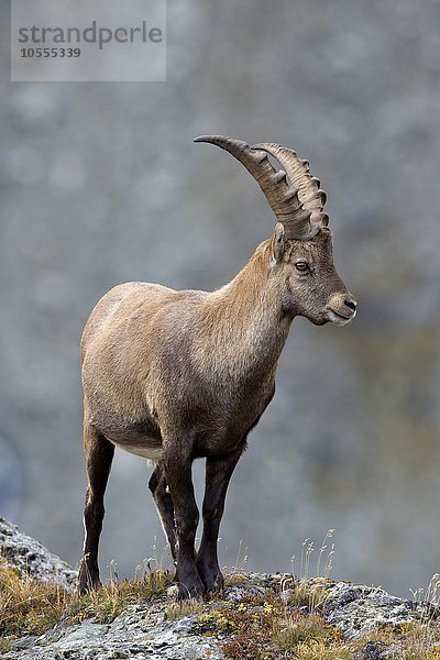 Alpensteinbock (Capra ibex)  Männchen  Franz-Josefs-Höhe  Nationalpark Hohe Tauern  Kärnten  Österreich  Europa