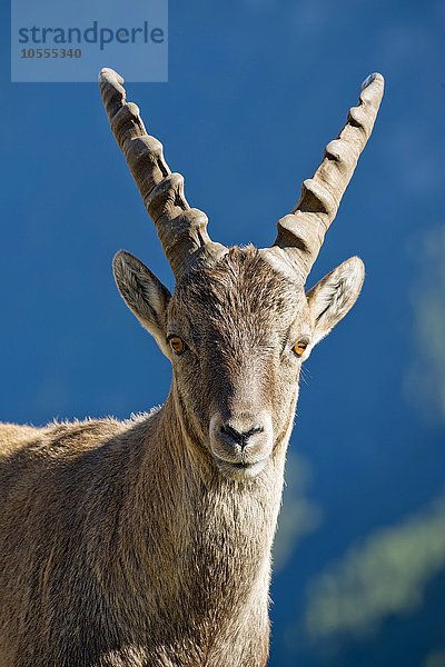 Alpensteinbock (Capra ibex)  Männchen  Tierportrait  Franz-Josefs-Höhe  Nationalpark Hohe Tauern  Kärnten  Österreich  Europa