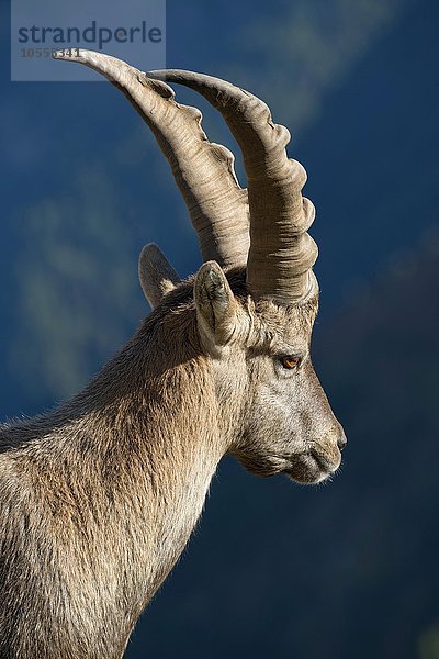 Alpensteinbock (Capra ibex)  Männchen  Tierportrait  Franz-Josefs-Höhe  Nationalpark Hohe Tauern  Kärnten  Österreich  Europa