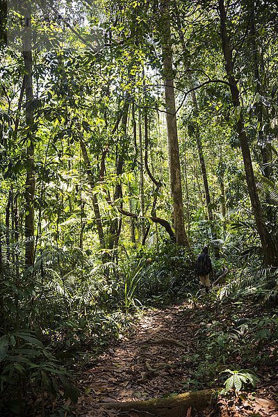 Trampelpfad im Dschungel  Kuala Tahan  Nationalpark Taman Negara  Malaysia  Asien