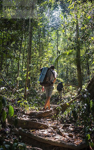 Wanderer  Junger Mann geht auf einem Trampelpfad im Dschungel  Kuala Tahan  Nationalpark Taman Negara  Malaysia  Asien